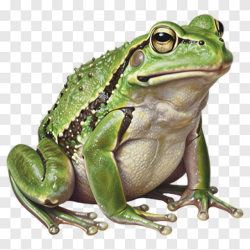 Realistic Green Frog PNG