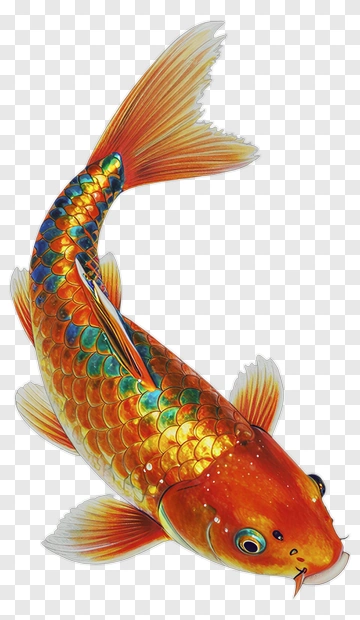 Colorful Koi Fish PNG