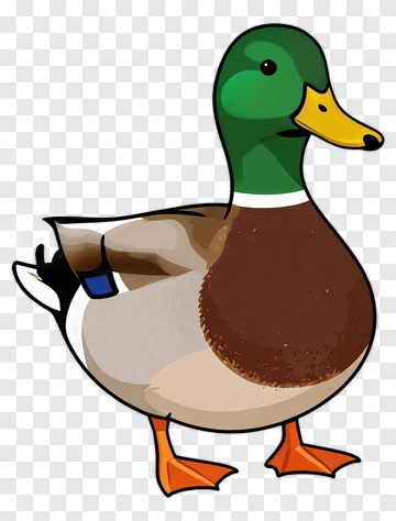 Cartoon Mallard Duck PNG