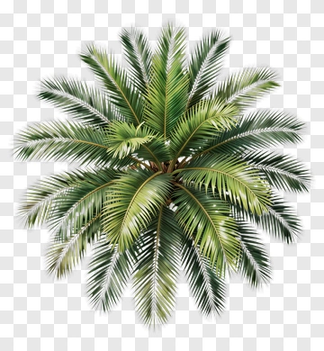 Realistic Green Palm Tree PNG