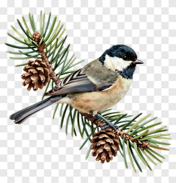 Bird Sitting On Pine Branch With Cones PNG