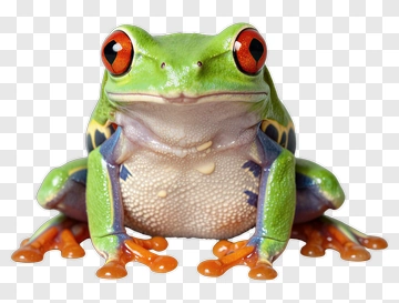 Red-Eyed Tree Frog PNG