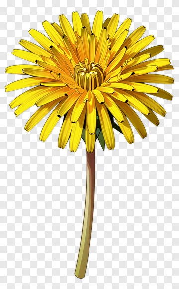 Yellow Dandelion Flower PNG