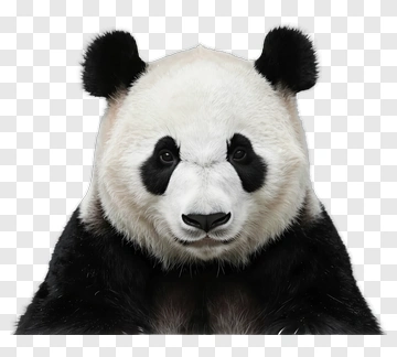 Panda Face PNG
