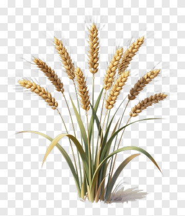 Wheat Plant With Golden Stalks PNG