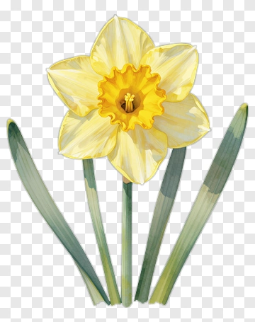 Yellow Daffodil Flower PNG