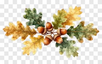 Oak Leaves And Acorns Arrangement PNG
