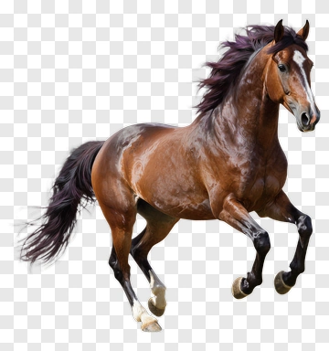 Brown Horse Running PNG