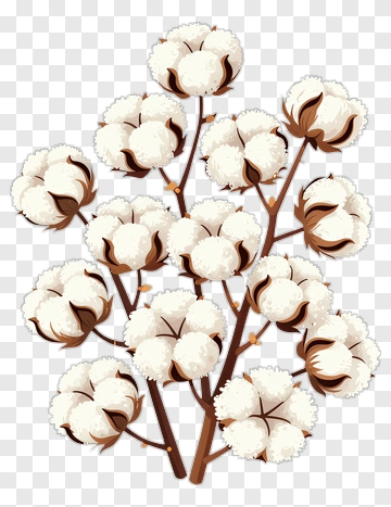 Cotton Plant Branch With White Bolls PNG