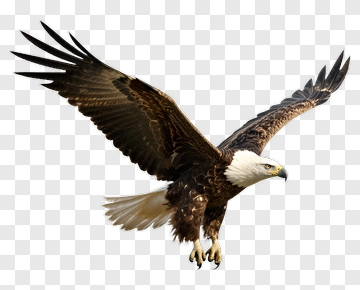 Bald Eagle In Flight PNG