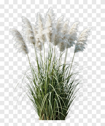 Pampas Grass Arrangement PNG