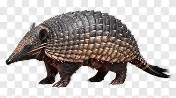 Armadillo Animal Illustration PNG
