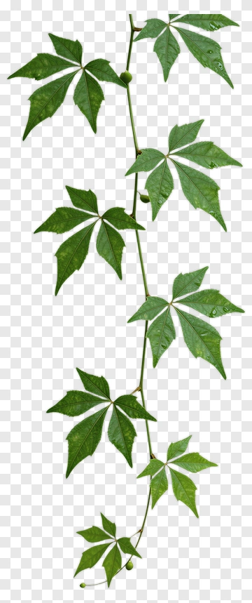 Green Vine With Leaves PNG