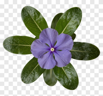 Purple Flower With Green Leaves PNG