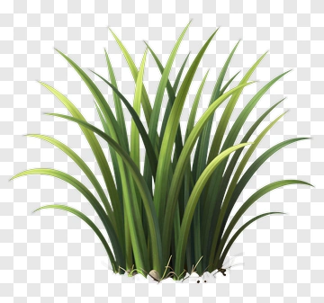 Green Grass PNG