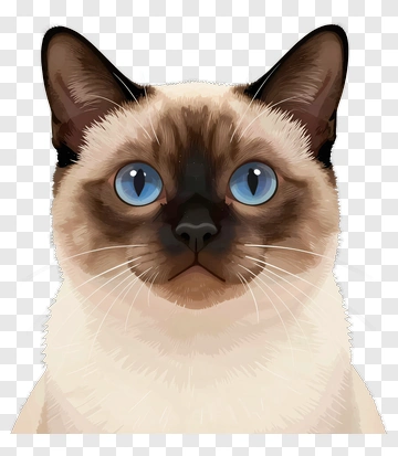 Siamese Cat With Blue Eyes PNG