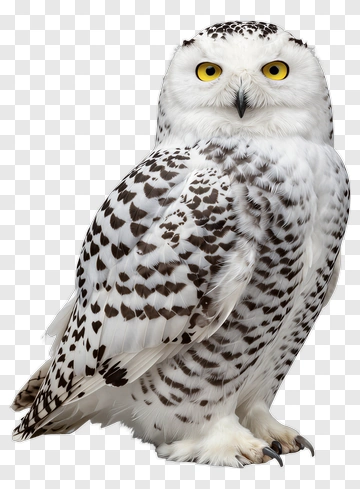 Snowy Owl With Yellow Eyes PNG