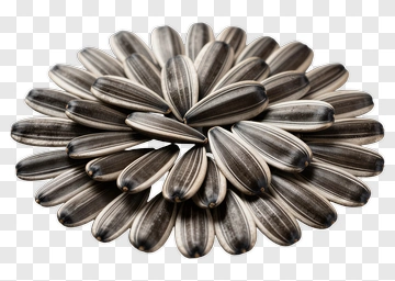 Sunflower Seeds Arrangement PNG
