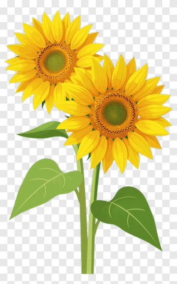 Sunflower Bouquet PNG