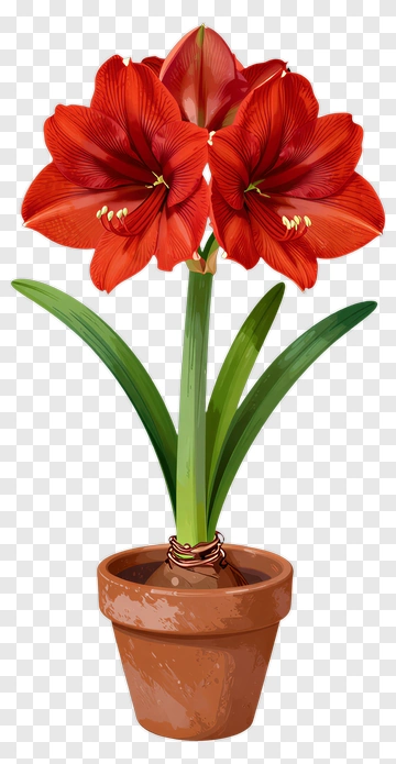 Red Amaryllis Flower In A Pot PNG