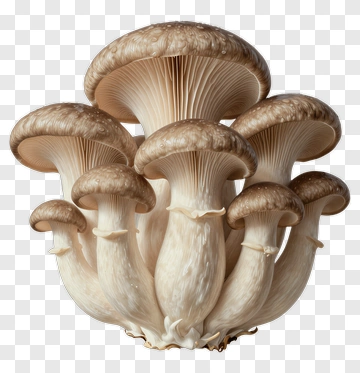 Cluster Of Gourmet Mushrooms PNG