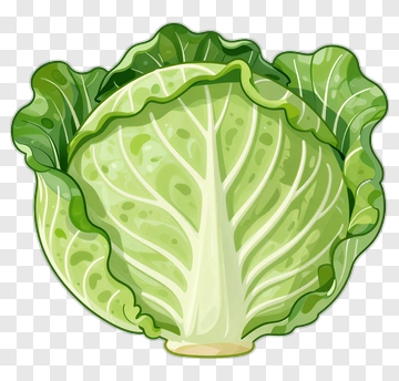 Fresh Green Cabbage PNG