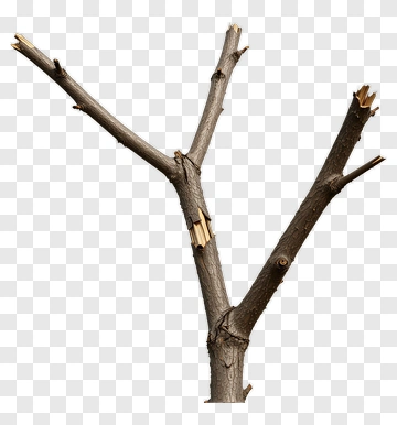 Tree Branch With Broken Ends PNG