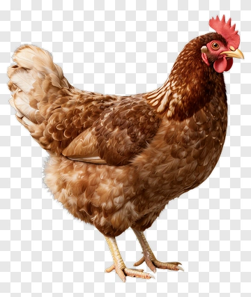 Brown Chicken PNG