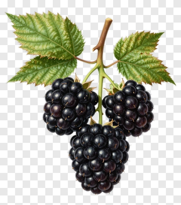 Blackberries On A Branch PNG