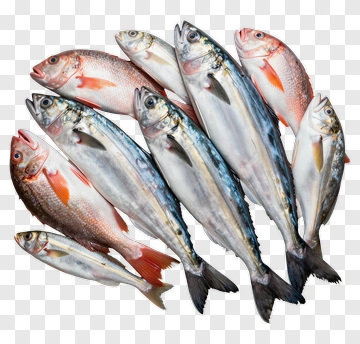 Variety Of Fresh Fish PNG