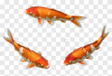Koi Fish Swimming Together PNG