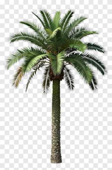 Realistic Palm Tree PNG