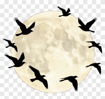 Silhouette Birds Flying Against A Full Moon PNG