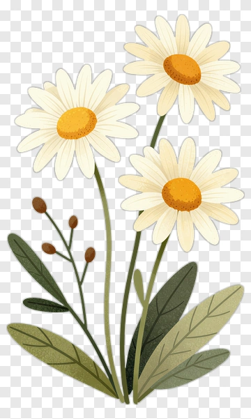 Daisy Flower Bouquet PNG