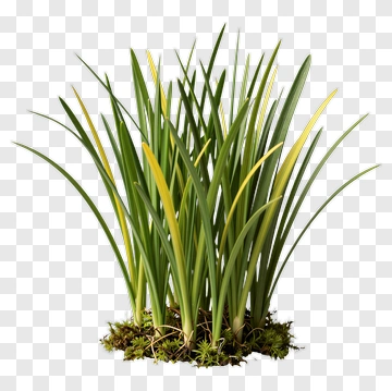 Green Grass With Yellow Tips PNG