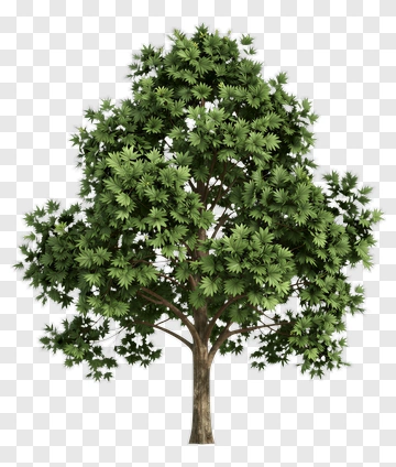 Green Tree PNG