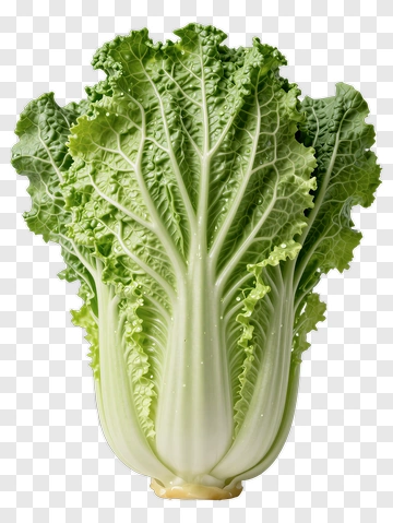 Fresh Green Cabbage PNG