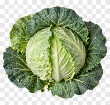 Fresh Green Cabbage PNG