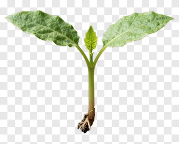 Green Plant Seedling PNG