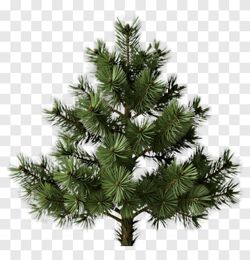Realistic Pine Tree PNG