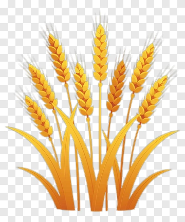 Golden Wheat Stalks PNG