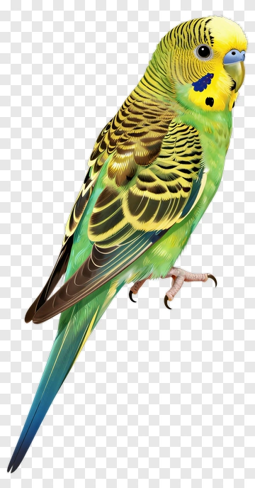 Colorful Budgerigar Parakeet PNG