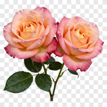 Pink And Orange Rose Bouquet PNG