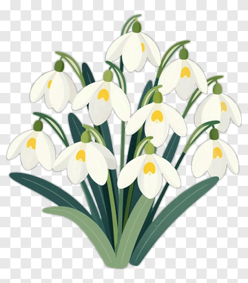 Snowdrop Flower Bouquet PNG