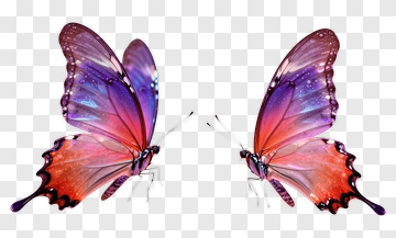 Colorful Butterfly With Purple And Pink Wings PNG