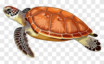 Colorful Sea Turtle PNG