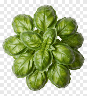Fresh Basil Leaves PNG