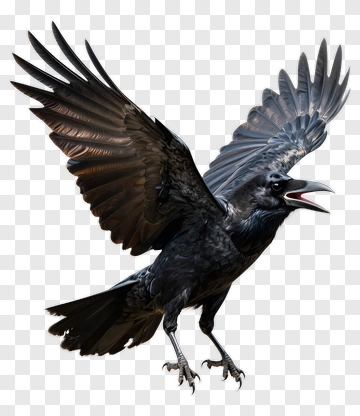 Black Crow In Flight PNG