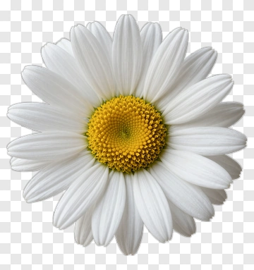 White Daisy Flower PNG