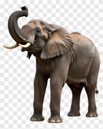 Realistic Elephant Raising Its Trunk PNG